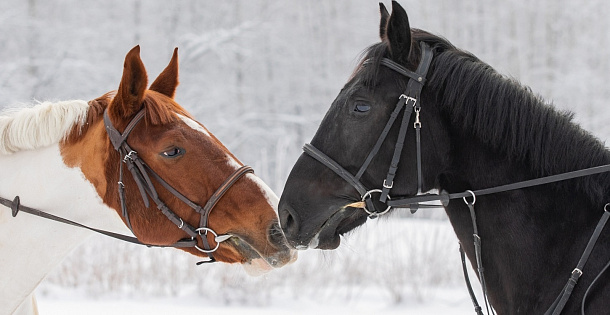 Лошади и пони: катания, экскурсии и квесты в Москве